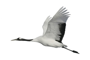 Poster - Red-crowned or Japanese crane, Grus japonensis,