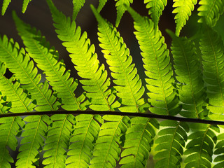 Fern leaf in the garden and sunlight background.