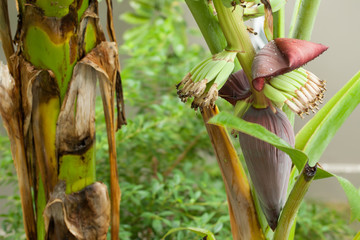 Banana bunch and wasp in thailand, Select focus, Natural backgro