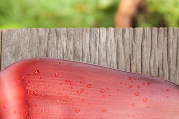 Wall Mural - view from the top. drop of water on banana bract on wooden board
