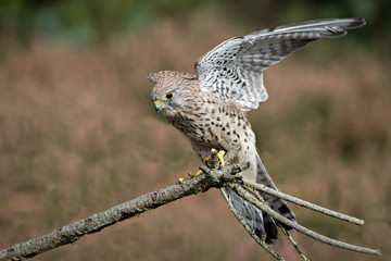 Poster - A female kestrel with wings outspread landing on a branch