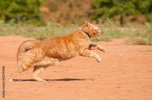 cat running speed
