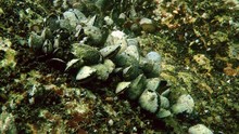 Group Of Mussels On A Rock, Shoal.

