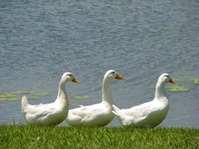 Three White Ducks In A Row On The Lake Shore