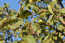 Walnut Tree With Ripe Walnuts In Green Shell