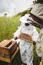 Beekeepers Holding And Examining Beehive 