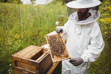 Beekeeper Examining Beehive Frame 