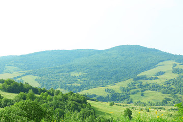 Canvas Print - Summer forest on the hills