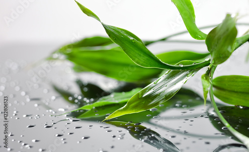 Naklejka na szybę Fresh green wet bamboo leaves on grey glass