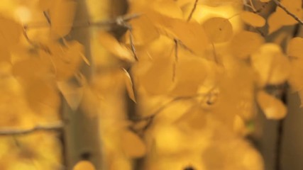 Fototapete - Close up of aspens gold leaves in the Autumn