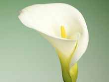 Calla Lily Flower On A Light Green Background