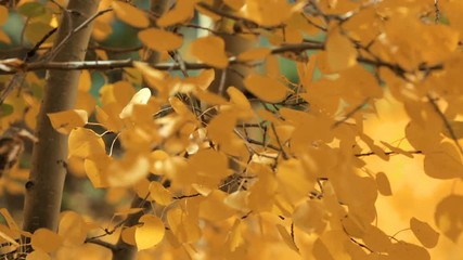 Fotobehang - Close up of aspens gold leaves in the Autumn