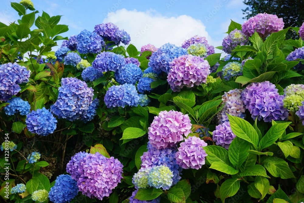 Purple, blue and pink heads of hydrangea flowers - obrazy, fototapety, plakaty 