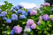 Purple, blue and pink heads of hydrangea flowers