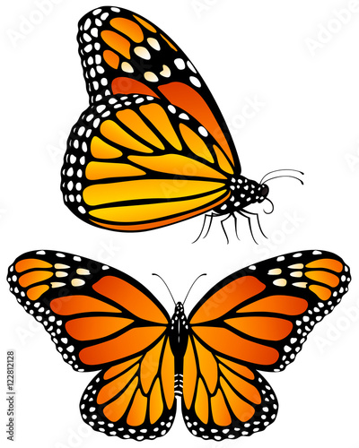 Vector illustration of monarch butterflies, both a side view and a top ...