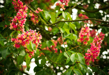 Wall Mural - Spring blooming pink chestnut tree flowers, nature background