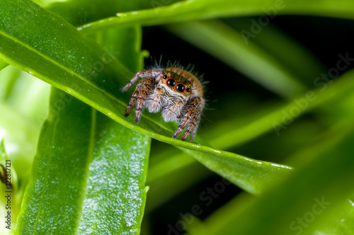 Fotografie, Obraz A jumping spider, Carrhotus xanthogramma