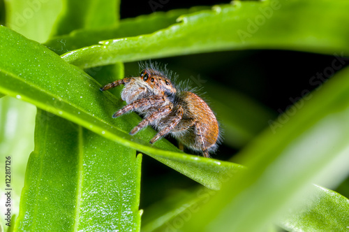 Fotografie, Obraz A jumping spider, Carrhotus xanthogramma