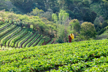 Strawberry platation mountain stairs and gardener carrying a bas