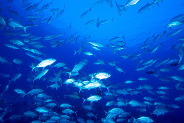 Naklejka na meble Bigeye trevally