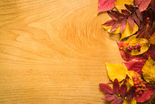Colorful Background Of Fallen Autumn Leaves, With Copy Space