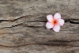 Fototapeta Storczyk - Plumeria flower on the old wood background