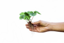 Hands Holding Beautiful Strawberry Plant With Ground And Roots On The White Background. It Is Ready For Planting.
