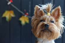 Yorkshire Terrier Near The Black Fence With Autumn Yellow Leaves