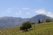 Hilly Landscape With A Vineyard In The South African Wine Lands 
