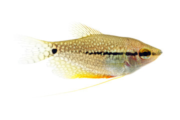 Sticker - The pearl gourami