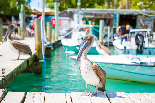 Valokuva Big brown pelicans in Islamorada, Florida Keys