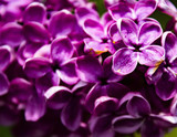 Fototapeta Kwiaty - Purple flowers