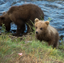 cute brown bear cubs