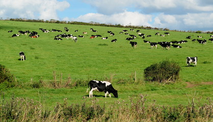 Wall Mural - Herd of Holstein Friesians breed of dairy cows graze on a farmland in Dorset, England