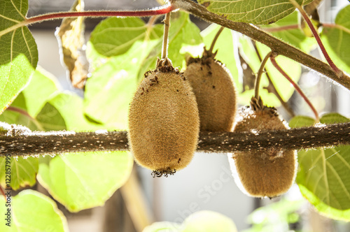 Kiwi Im Garten Buy This Stock Photo And Explore Similar Images