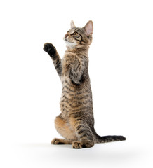 Wall Mural - Cute tabby kitten on hind legs