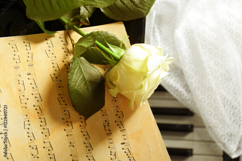 White rose with music notes on piano keys