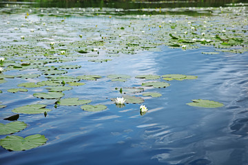 Poster - Beautiful river landscape with waterlilies on water