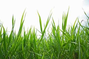 Poster - Green grass on sky background