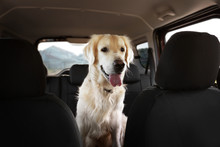 Cute Labrador Dog In Car