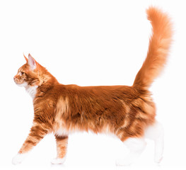 Portrait of domestic red  Maine Coon kitten - 8 months old. Cute young cat isolated on white background. Side view of a curious young orange striped kitty walking.