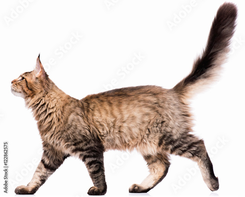 Portrait Of Domestic Black Tabby Maine Coon Kitten 5 Months Old Cute Young Cat Isolated On White Background Side View Of A Curious Young Striped Kitty Walking Buy This Stock