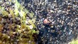 Unterwasserwelt der Ostsee mit Grünalgen und Muscheln
