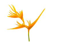 Close Up Orange  Flower A Bird Of Paradise Flowers Isolated On White Background.Saved With Clipping Path.