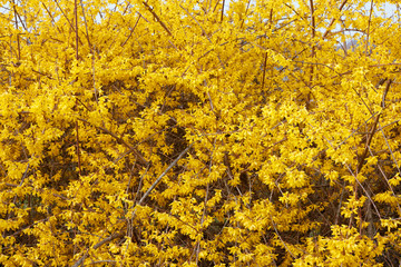 Wall Mural - forsythia, yellow spring flowers texture background