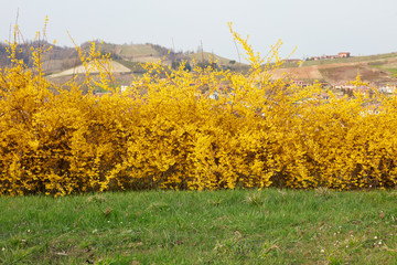 Wall Mural - forsythia, yellow spring flowers hedge and green grass