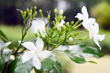 White Flower Murraya Paniculata Or Orange Jessamine On The Tree