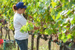 © Federico Magonio - Grape harvesting