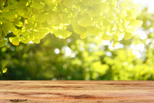 Wooden Desk And Blur Beautiful Ginkgo Leaves Background.