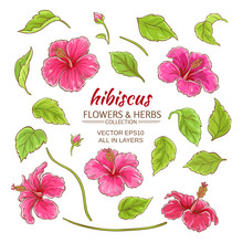 Hibiscus Vector Set
